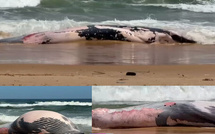 Guédiawaye : une baleine de dix mètres échoue sur la plage