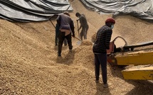 200 MILLIARDS POUR COMMERCIALISER LES PRODUITS AGRIOLES :  L'arachide, cette hypothèque qui plombe toute souveraineté