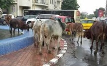 Mbour : à partir de samedi, plus d'animaux en divagations ou errants
